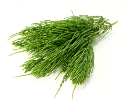 izvleček preslice v NEOfloraxu